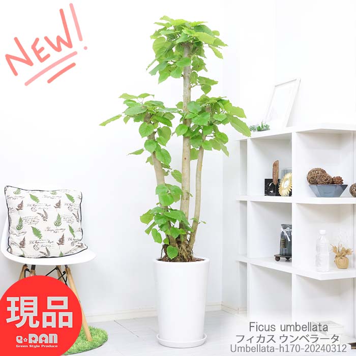 ＼ポイント10倍／観葉植物 大型 幹太 フィカス ウンベラータ 高さ約170cm 陶器鉢 人気 自然樹形 朴 インテリアグリーン 人気 お祝い 新築祝い 贈り物 風水 おしゃれ 鉢植え 育て易い Ficus umbellata ハート形 大きな葉 永久の幸せ 夫婦愛 ゴム婚