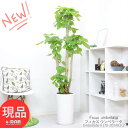 _|Cg10{^ϗtA ^  tBJX Ex[^ 170cm 픫 lC R` p CeAO[ lC j Vzj 蕨   A ĈՂ Ficus umbellata n[g` 傫ȗt iv̍K vw Syiz