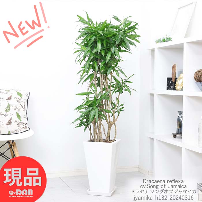 観葉植物 大型 育てやすい ドラセナ ソングオブジャマイカ 陶器鉢 高さ約132cm 管理説明書 受皿付き 肥料小袋プレゼント 人気 幸福の木 ジャマイカの歌 Dracaena reflexa cv.Song of Jamaica レフレクサ 室内 各種ショールーム 事務所 店舗 新築