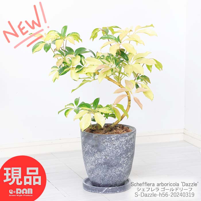 カポック ＼ポイント5倍／観葉植物 斑入り シェフレラ ゴールドリーフ 高さ約56cm エッグセメントポット 7号サイズ ホンコン カポック アルボリコラ 曲線 曲がり樹形 耐寒性 オクトパスツリー 黄色い葉 Schefflera arboricola Dazzle 開店祝い 新築祝い 贈答品【現品発送】