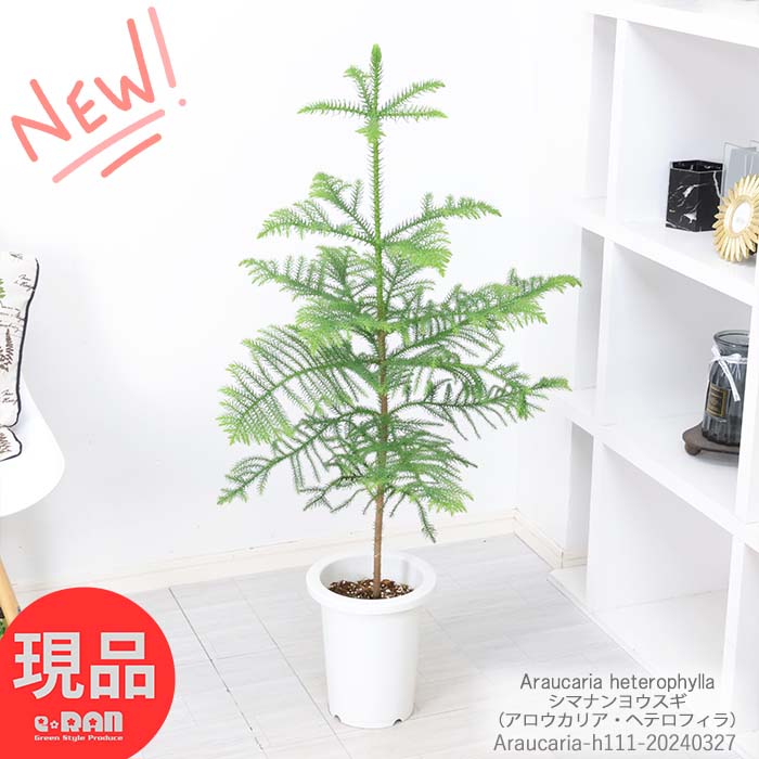 観葉植物 植木 ナンヨウスギ（アロウカリアヘテロフィラ）高さ約111cm前後 7号鉢 クリスマスツリー パインツリー コバノナンヨウスギ アローカリア シマナンヨウスギ シンボルツリー 庭木 陽樹 入手困難【現品発送】