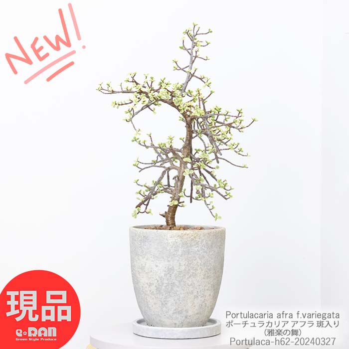 多肉植物 木立性 ポーチュラカリア アフラ 斑入り（雅楽の舞）高さ62cm セメントポット鉢 7号サイズ 観葉植物 盆栽風 可愛い 銀杏木 ガガクノマイ バリエガータ イチョウボク ギンナンボク 夏型 多肉 Portulacaria afra【現品発送】