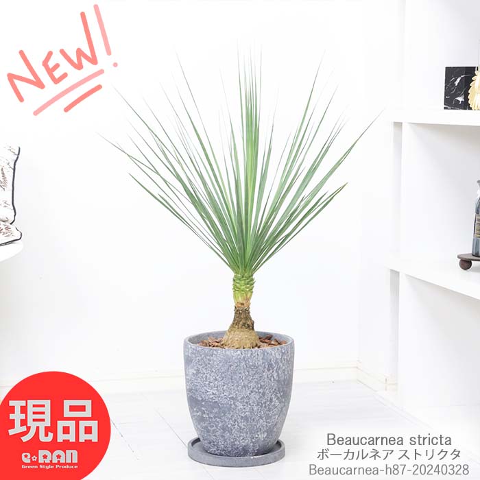 ＼ポイント5倍／塊根植物 実生 ボーカルネア ストリクタ 高さ約87cm エッグセメントポット 8号サイズ 耐寒性 Beaucarnea stricta 激レア ノリナ 入手困難 希少種 幹太 古木 徳利蘭 ボトルツリー 壺 多肉 観葉植物 マニア 収集 珍しい【現品発送】 父の日 早割