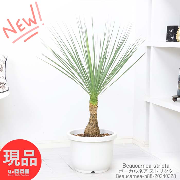 ＼ポイント5倍／塊根植物 実生 ボーカルネア ストリクタ 10号鉢 高さ約88cm 耐寒性 Beaucarnea stricta 激レア ノリナ 入手困難 希少種 幹太 古木 徳利蘭 ボトルツリー 壺 多肉 観葉植物 マニア 収集 珍しい【現品発送】