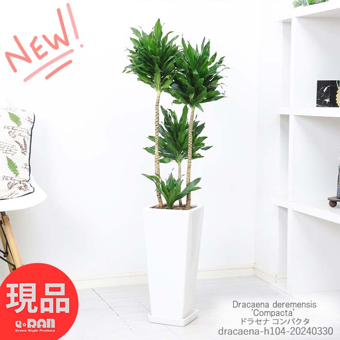 ドラセナ ＼ポイント5倍／ 観葉植物 育てやすい ドラセナ コンパクタ 高さ約104cm 陶器鉢 白 ドラセナ ワーネッキー 矮性種（ドラセナ デレメンシス）成長 遅い 植物 花言葉 幸福 永遠の愛 幸せな恋 狭い部屋 おしゃれ 新築祝い【現品発送】 父の日 早割