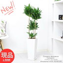 ドラセナ ＼ポイント5倍／ 観葉植物 育てやすい ドラセナ コンパクタ 高さ約104cm 陶器鉢 白 ドラセナ ワーネッキー 矮性種（ドラセナ デレメンシス）成長 遅い 植物 花言葉 幸福 永遠の愛 幸せな恋 狭い部屋 おしゃれ 新築祝い【現品発送】