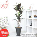 観葉植物 大型 希少種 コルジリネ ニューギニア ファーン 高さ約148cm 高級樹脂製10号鉢 黒 レア コルディリネ コルディリーネ Cordyline New Guniea Fan 扇状 リュウゼツラン科 中型 グッドラックツリー【現品発送】