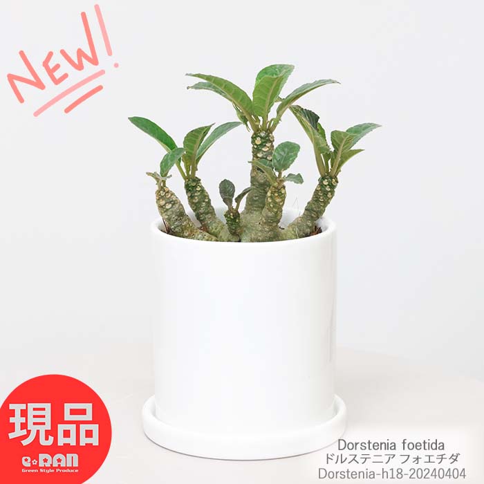 ＼ポイント5倍／塊根植物 斑入り 花芽付き ドルステニア フォエチダ 6ヘッド 陶器鉢 白 3号サイズ 高さ18cm 観葉植物 希少 プランツ コーデックス 多肉 Dorstenia Foetida 珍しい塊根 ユニークな植物 ビザールプランツ 種を飛ばす植物 父の日 早割