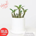 ＼ポイント5倍／塊根植物 斑入り 花芽付き ドルステニア フォエチダ 6ヘッド 陶器鉢 白 3号サイズ 高さ18cm 観葉植物 希少 プランツ コーデックス 多肉 Dorstenia Foetida 珍しい塊根 ユニークな植物 ビザールプランツ 種を飛ばす植物【現品発送】