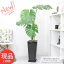 モンステラ ＼ポイント10倍／ 幹上がりモンステラ デリキオーサ 陶器鉢 高さ約133cm 観葉植物 大型 風水 金運アップ 開店祝い 移転祝い 結婚祝い 湧き出る水 デリシオーサ デリキオサ Monstera deliciosa 鳳来蕉 ホウライショウ属 穴の開いた葉 南国 【現品発送】