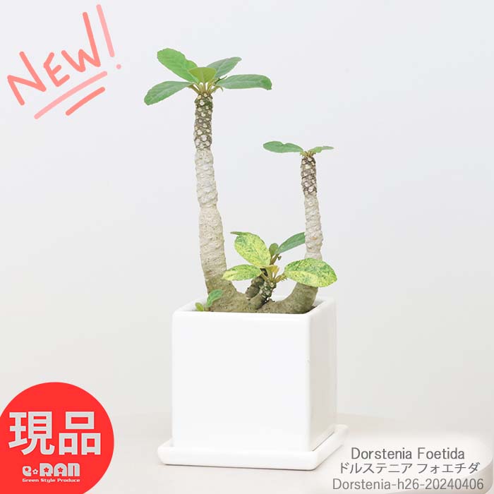 ＼ポイント5倍／塊根植物 斑入り 花芽付き ドルステニア フォエチダ 5ヘッド 陶器鉢 白 3号サイズ 高さ26cm 観葉植物 希少 プランツ コーデックス 多肉 Dorstenia Foetida 珍しい塊根 ユニークな植物 ビザールプランツ 種を飛ばす植物【現品発送】