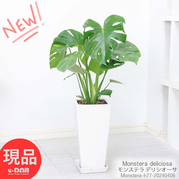 տʪ 󥹥ƥ ǥꥷ ƫȭ  7極 ⤵77cm лˤ ۽ˤ  Ɀå  󥹥ƥ ͯФ ʪ Monstera deliciosa ǥꥭ ǥꥭ ǥꥷ ˱ γ  ڸȯ