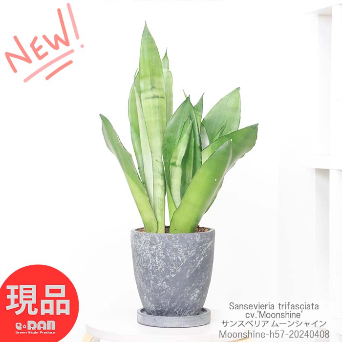 ¿ʪ 󥹥٥ꥢ ࡼ󥷥㥤 ⤵57cm åȥݥå 6極  տʪ 󥻥٥ꥢ ȥΥ Ƥ䤹 Sansevieria   ꡼ ѱ  Źˤ ۽ˤ  ̡ڸȯ