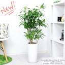 ドラセナ ＼ポイント2倍／観葉植物 ドラセナ ソングオブジャマイカ 高さ110cm 陶器鉢 7号サイズ 人気 育てやすい 幸福の木 ジャマイカの歌 Dracaena reflexa cv.Song of Jamaica レフレクサ 室内 各種ショールーム 事務所 店舗 新築祝い【現品発送】