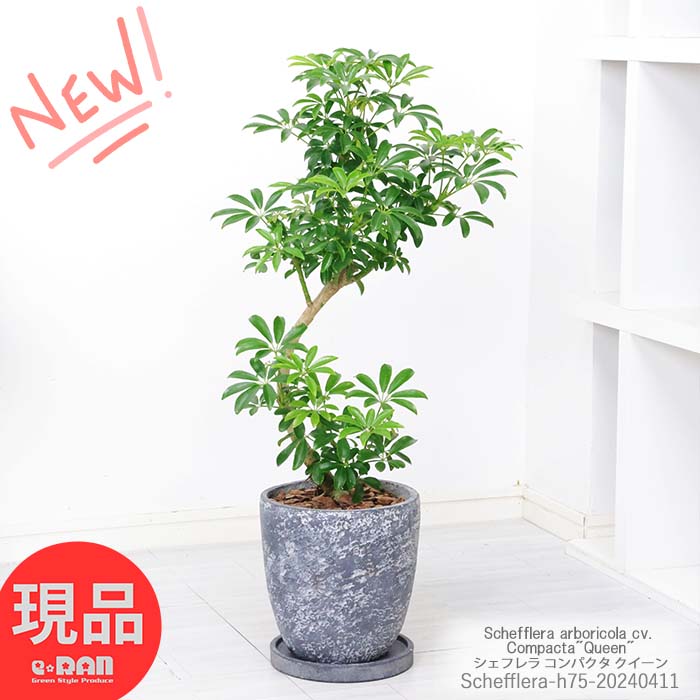 ＼ポイント2倍／観葉植物 シェフレラ コンパクタ クイーン 高さ75cm セメントポット 7号サイズ エッグ型 曲がり樹形 おすすめ ホンコンカポック アルボリコラ カポック 丈夫で育てやすい 初心者 耐寒性 オクトパスツリー 店舗 新築祝い 掌形【現品発送】