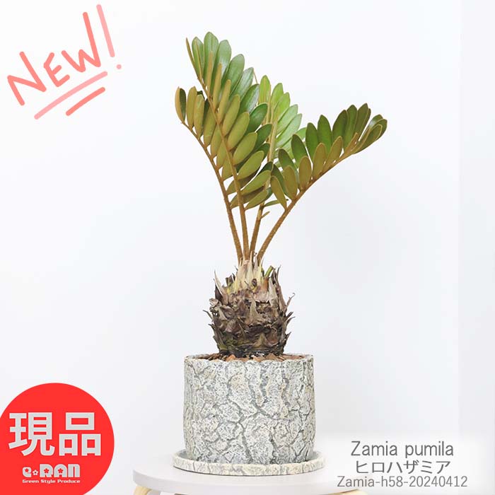 ソテツ 観葉植物 ソテツ ヒロハザミア 高さ58cm セメントポット 6号サイズ おしゃれ 観葉植物 メキシコソテツ ザミア・フルフラケア プミラ メキシコ 蘇鉄 そてつ 育てやすい インテリア 小型【現品発送】