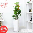 観葉植物 室内 シーグレープ(ココロバ) 7サイズ 陶器鉢 白 高さ約114cm おしゃれ インテリアグリーン 丸い形の葉 おすすめ 浜辺ぶどう コッコロバ 風水 ハマベブドウ（浜辺葡萄）Coccoloba Uvifera 現品 新築祝い 開店祝い