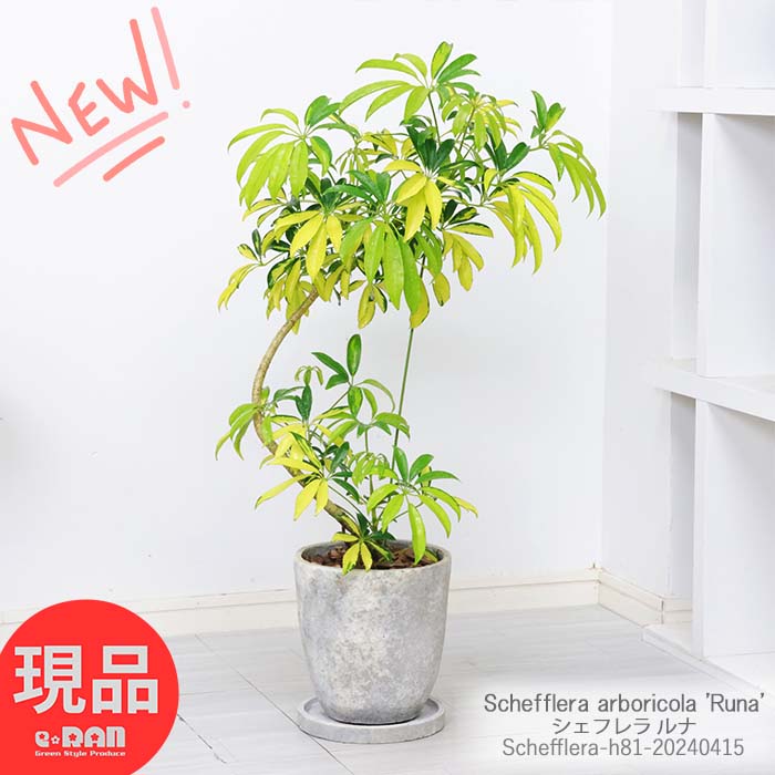 シェフレラ 観葉植物 素敵な黄斑入り シェフレラ ルナ 高さ約81cm エッグセメントポット 7号サイズ 入手困難 観葉植物 ホンコンカポック アルボリコラ 丈夫で育てやすい 初心者 耐寒性 オクトパスツリー 掌形 結婚祝い 新築祝い Schefflera arboricola 'Runa'【現品発送】