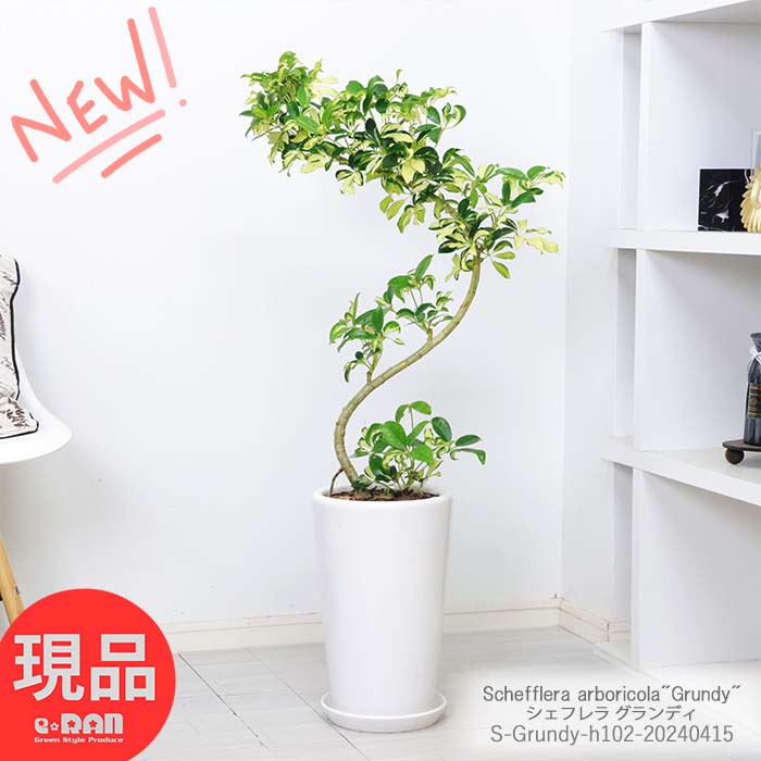 観葉植物 斑入り シェフレラ グランディ 高さ約102cm 陶器鉢 白 受皿付き シェフレラ・ホンコンカポック アルボリコラ 曲がり樹形 耐寒性 オクトパスツリー 黄色い葉 Schefflera arboricola"Grundy" 開店祝い 新築祝い