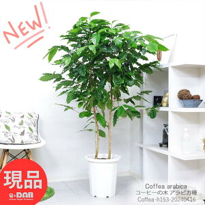 βֲ ҡ ⤵153cm 10ȭ ͥɸ դɤ ӥ   տʪ  ޥץ쥼 Coffea arabica ѱ  ӥ 緿 ҡƦ ҡ꡼  ϡڸȯ