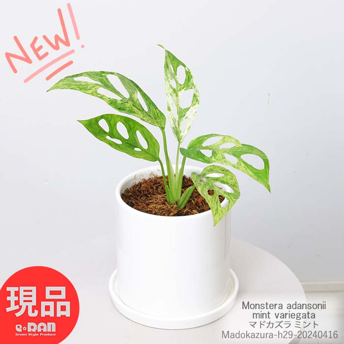 ＼ポイント2倍／ 観葉植物 斑入り 選抜個体 マドカズラ ミント 高さ約29cm 陶器鉢 4号サイズ 白 (モンステラ アダンソニー ミント) 激レア 大株 極斑 美斑 美株 窓葛 希少種 入手困難 モンステラ ホウライショウ おしゃれな フイリ ふいり品種 迷彩柄 綺麗な葉