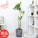 ゴムの木 観葉植物 大型 フィカス ベンガレンシス エッグセメントポット 8号サイズ 高さ約121cm 曲がり樹形 ゴムの木 人気 風水 おしゃれ インテリアグリーン シンボルツリー 新築祝い プレゼン ベンガル ボダイジュ 菩提樹 ゴムの木 バニヤンツリー Ficus benghalensis【現品発送】