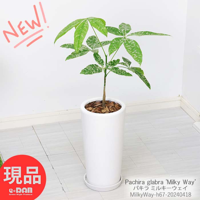 ＼ポイント2倍／国内実生 斑入り パキラ ミルキーウェイ 高さ約67cm 陶器鉢 白 観葉植物 パキラ 棚 鹿児島県産 レアな 天の川 フイリ 迷彩柄 植物 ぱきら Pachira glabra 'Milky Way' 発財樹 記念日【現品発送】 父の日 早割