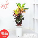 クロトン 観葉植物 クロトン アケボノ 7号鉢 高さ約75cm 広葉系 管理説明書 受皿付き 肥料小袋プレゼント 花 ガーデン DIY 観葉 カラーリーフ 美しい色彩が人気 トロピカル 南国の雰囲気 お祝い変葉木（へんようぼく）クロトンノキ 風水 【現品発送】