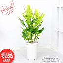 クロトン 観葉植物 クロトン エクセレント イエロー 7号鉢 高さ約76cm ほこ葉系 管理説明書 受皿付き 肥料小袋プレゼント 花 ガーデン DIY 観葉 カラーリーフ 美しい色彩が人気 トロピカル 南国の雰囲気 お祝い 変葉木（へんようぼく）鉾葉系 クロトンノキ 風水 【現品発送】