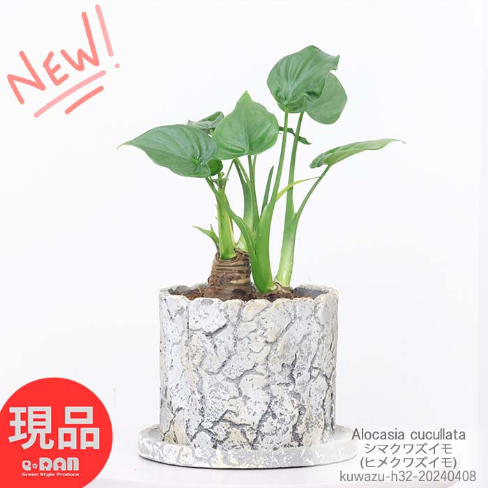 クワズイモ 観葉植物 アロカシア シマクワズイモ 高さ約32cm セメントポット ヒメクワズイモ ククラータ トトロの傘 タイワンクワズイモ くわずいも 芋 アローカシア サトイモ 出世芋 アジアングリーン 食わず芋 クワイズモ【現品発送】