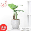 クワズイモ ＼ポイント2倍／観葉植物 縁起の良い子持ち クワズイモ 高さ約55cm エッグセメントポット 7号鉢 人気のインテリア くわずいも アロカシア ハート形の葉 出世芋 トトロの傘 送料無料 Alocasia odora 開店祝い ギフト 小さい 【現品発送】