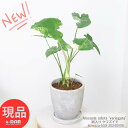 クワズイモ ＼ポイント5倍／観葉植物 斑入り クワズイモ 高さ約59cm エッグセメントポット 7号サイズ バリエガータ 人気のインテリア 縁起の良い人気の子持ち くわずいも アロカシア ハート形の葉出世芋 トトロの傘 【現品発送】