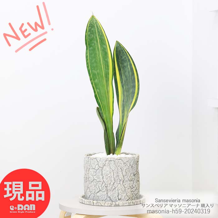 ＼ポイント5倍／観葉植物 サンスベリア マッソニアーナ 斑入り 株立 高さ約59cm セメントポット 6号サイズ 管理説明書 受皿付き 肥料小袋プレゼント 黄色 多肉植物 斑入り品種 希少種 サンセベリア マッソニア 育てやすい Sansevieria masonia サンセベリア【現品発送】