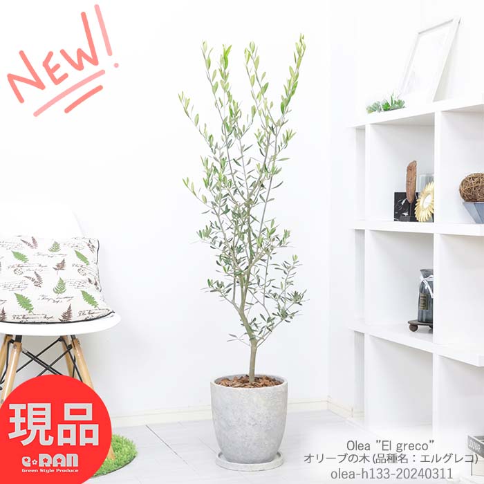 観葉植物 人気 オリーブの木 高さ約133cm (品種名：エルグレコ) エッグセメントポット 8号サイズ ガーデニング シンボルツリー 目隠し 玄関先 ベランダ テラス オリーブ 屋外 鉢植 萌芽力が強く 枝葉の数が多い品種 耐寒性 苗木 Olea El greco【現品発送】