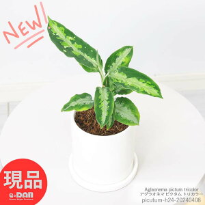 ͵γΩ 饪ͥ ԥ ȥꥫ顼 ƫȭ ⤵24cm տʪ  Aglaonema pictum tricolor º ơ֥륰꡼ ºοʪ 3 տʪ  ޥȥ 顼꡼ ʥƥꥢ꡼ڸȯ