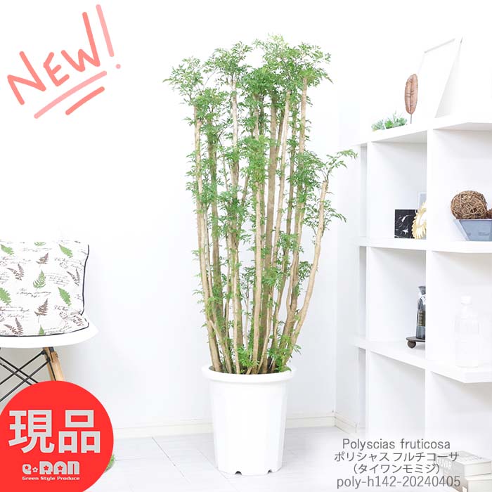 観葉植物 大型 ポリシャス フルチコーサ 10号鉢仕立 高さ約142cm タイワンモミジ フルティコサ ポリスキアス 富貴樹 常緑樹 台湾紅葉 縁起の良い観葉植物 開店祝い 新築祝い 風水 耐陰性【現品発送】