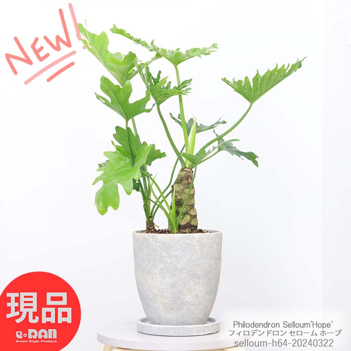 セローム 観葉植物 格好良い幹上がり セローム ホープ 高さ約64cm エッグセメントポット 7号サイズ フィロデンドロン 存在感 エキゾチックな雰囲気 ヒトデカズラ イモ 株立ち 幹上がり おしゃれ 部屋 人気 花言葉 乾燥に強い 耐寒性 耐陰性【現品発送】