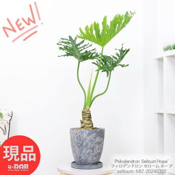 セローム 観葉植物 格好良い幹上がり セローム ホープ 高さ約82cm エッグセメントポット 7号サイズ フィロデンドロン 存在感 エキゾチックな雰囲気 ヒトデカズラ イモ 株立ち 幹上がり おしゃれ 部屋 人気 花言葉 乾燥に強い 耐寒性 耐陰性【現品発送】