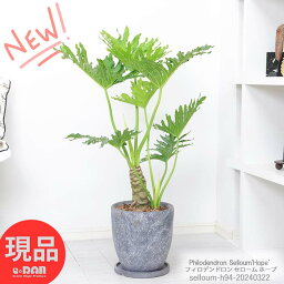 セローム 観葉植物 格好良い幹上がり セローム ホープ 高さ約94cm エッグセメントポット 8号サイズ フィロデンドロン 中型 存在感 エキゾチックな雰囲気 ヒトデカズラ イモ 株立ち 幹上がり おしゃれ 部屋 人気 花言葉 乾燥に強い 耐寒性 耐陰性【現品発送】