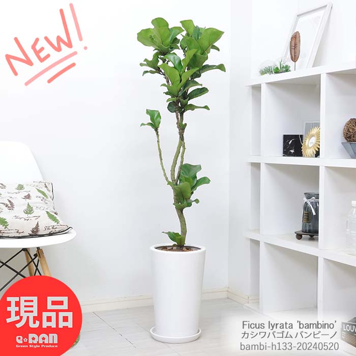 観葉植物 大型 カシワバゴム バンビーノ 高さ約133cm 陶器鉢 9号サイズ 自然樹形 フィカス リラータ カシワババンビーノ Ficus lyrata 'bambino' バイオリンの木 fiele leaf fig 柏の葉 似ている 陽の木 グリーンインテリア シンボルツリー【現品発送】