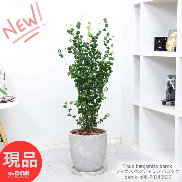 観葉植物 フィカス ベンジャミン バロック 高さ約98cm エッグセメントポット 8号サイズ ギフト お祝い 室内 フィカス ベンジャミナ カール ゴムの木 植木鉢 新築祝い 結婚記念日 開店祝い 御祝い 定番 リビンググリーン【現品発送】