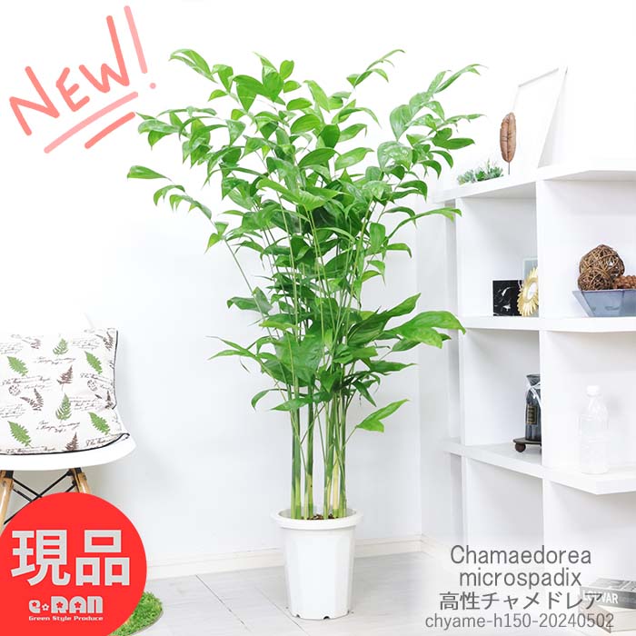 ɥ쥢 8ȭ ⤵150cm տʪ 緿͵ ɥ쥢ߥѥǥ  դ ޥץ쥼   ɥ쥢  䥷 Chamaedorea microspadix  ˶ ۽ˤڸȯ