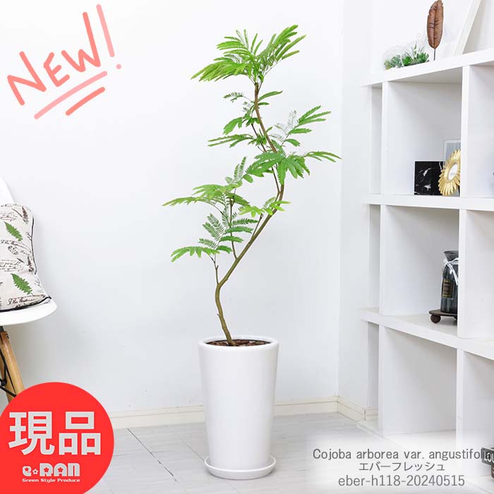 エバーフレッシュ エバーフレッシュ 陶器鉢 白 丸 高さ約118cm おしゃれな観葉植物 室内 曲がり樹形 植物 ネムノキの仲間 アカサヤネムノキ 合歓の木 夫婦和合 家内平和 葉が閉じる植物 開店祝い【現品発送】