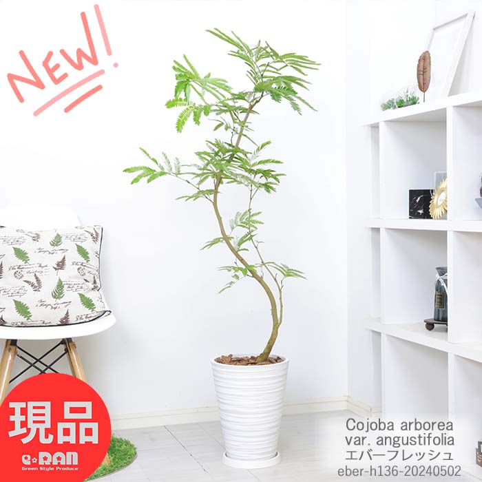 エバーフレッシュ 観葉植物 室内 エバーフレッシュ 8号鉢 高級樹脂製 高さ約132cm 曲がり樹形 中型 ネムノキの仲間 アカサヤネムノキ 合歓の木 夫婦和合 家内平和 葉が閉じる Cojoba arborea var. angustifolia【現品発送】