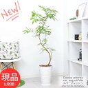 エバーフレッシュ 観葉植物 室内 エバーフレッシュ 8号鉢 高級樹脂製 高さ約132cm 曲がり樹形 中型 ネムノキの仲間 アカサヤネムノキ 合歓の木 夫婦和合 家内平和 葉が閉じる Cojoba arborea var. angustifolia【現品発送】