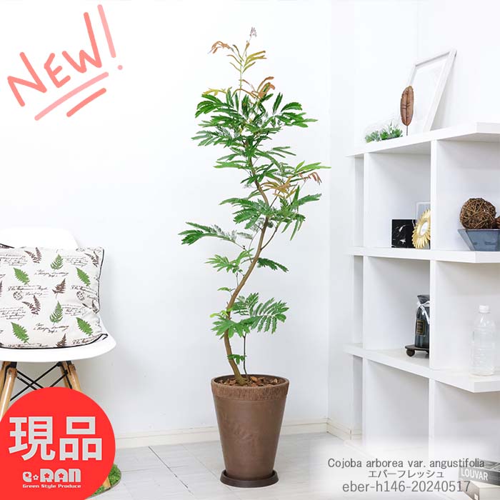 エバーフレッシュ 観葉植物 室内 エバーフレッシュ 8号鉢 高級樹脂製 高さ約146cm 曲がり樹形 中型 ネムノキの仲間 アカサヤネムノキ 合歓の木 夫婦和合 家内平和 葉が閉じる Cojoba arborea var. angustifolia【現品発送】