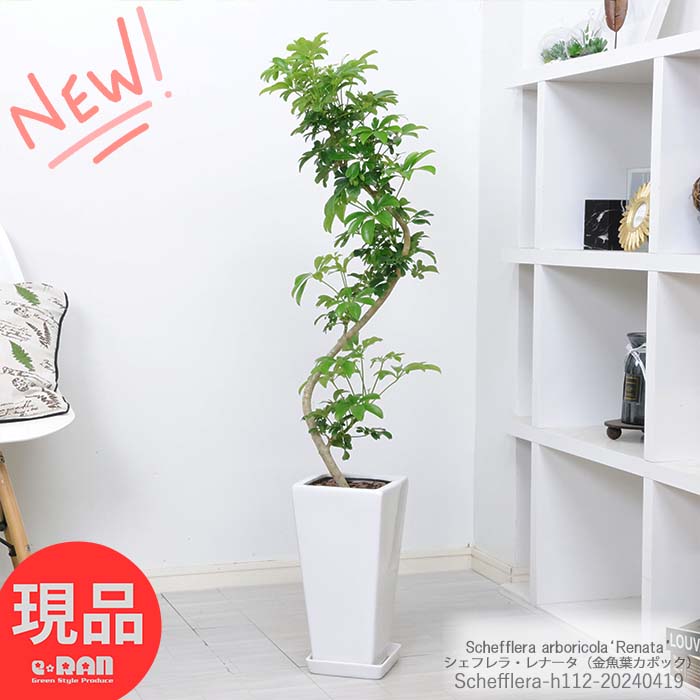 カポック 観葉植物 シェフレラ レナータ / 金魚葉カポック 高さ約112cm 陶器鉢 白 8号サイズ 人気 お洒落グリーン 金魚の尾のような形の葉 ホンコンカポック ハートリーフ 耐寒性 結婚祝い 新築祝い 誕生日プレゼント【現品発送】