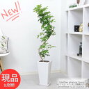 観葉植物 シェフレラ レナータ / 金魚葉カポック 高さ約112cm 陶器鉢 白 8号サイズ 人気 お洒落グリーン 金魚の尾のような形の葉 ホンコンカポック ハートリーフ 耐寒性 結婚祝い 新築祝い 誕生日プレゼント