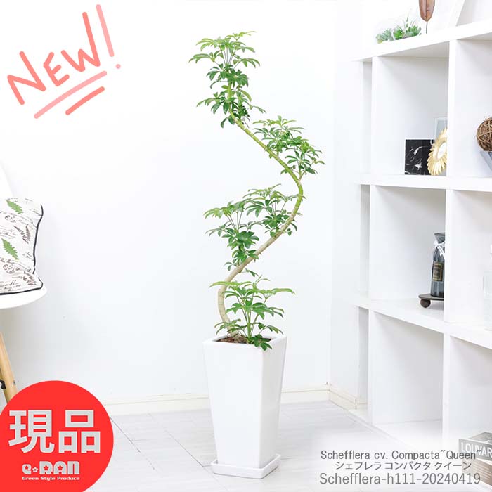 観葉植物 シェフレラ コンパクタ ク