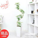 観葉植物 シェフレラ コンパクタ クイーン 陶器鉢 白 高さ約111cm 8号サイズS字樹形 曲がり おすすめ ホンコンカポック アルボリコラ カポック 丈夫で育てやすい 初心者 耐寒性 オクトパスツリー 店舗 新築祝い 掌形【現品発送】